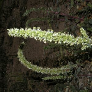 Cotton Embroidered Kurta – Sky Blue